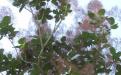 Скумпия коггигрия или париковое дерево 